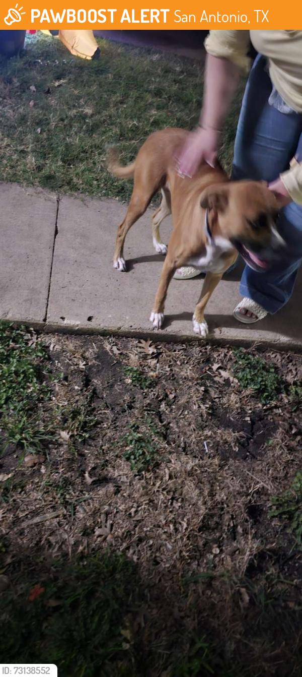 Found/Stray Female Dog last seen Westwood Terrace Park, San Antonio, TX 78227