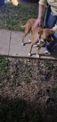 Found/Stray Female Dog last seen Westwood Terrace Park, San Antonio, TX 78227