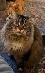 Lost Female Cat last seen NE 8th and Wygant, Portland, OR 97211