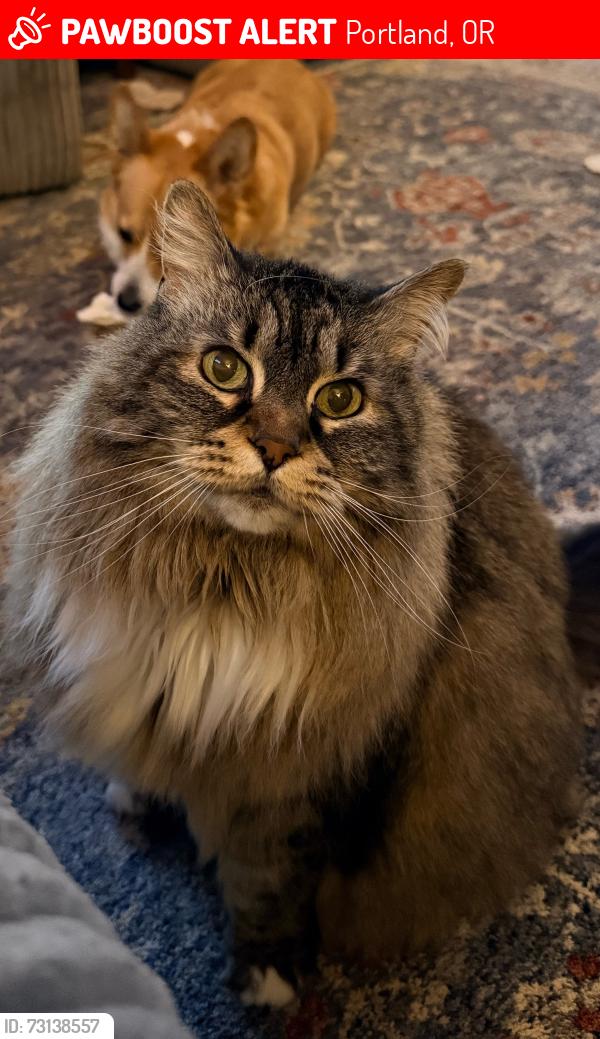Lost Female Cat last seen NE 8th and Wygant, Portland, OR 97211