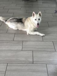 Found/Stray Female Dog last seen Washington y lamb, Las Vegas, NV 89110