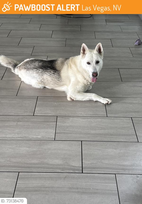 Found/Stray Female Dog last seen Washington y lamb, Las Vegas, NV 89110