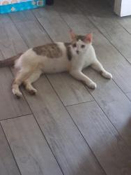 Found/Stray Female Cat last seen Desoto, Satellite Beach, FL 32937