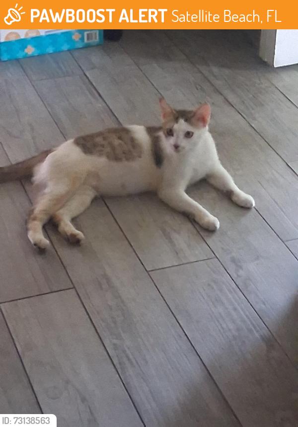 Found/Stray Female Cat last seen Desoto, Satellite Beach, FL 32937