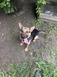 Reunited Female Dog last seen Michigan Rd, Florida 32702, USA, Lake County, FL 32702