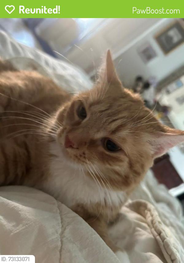 Reunited Female Cat last seen Meadow Dr and Clay School Dr, Ephrata, PA 17522