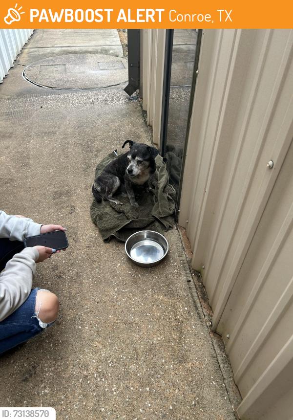 Found/Stray Male Dog last seen Near and 105, Conroe, TX 77301