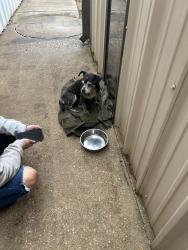 Found/Stray Male Dog last seen Near and 105, Conroe, TX 77301
