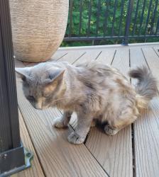 Found/Stray Unknown Cat last seen 22/3 & Zoar Rd, Maineville, OH 45039
