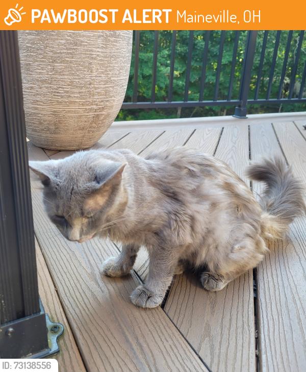 Found/Stray Unknown Cat last seen 22/3 & Zoar Rd, Maineville, OH 45039