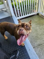 Reunited Female Dog last seen Longpond, Rochester, NY 14626