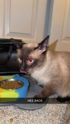 Reunited Male Cat last seen Thomas, Scottsdale, AZ 85251