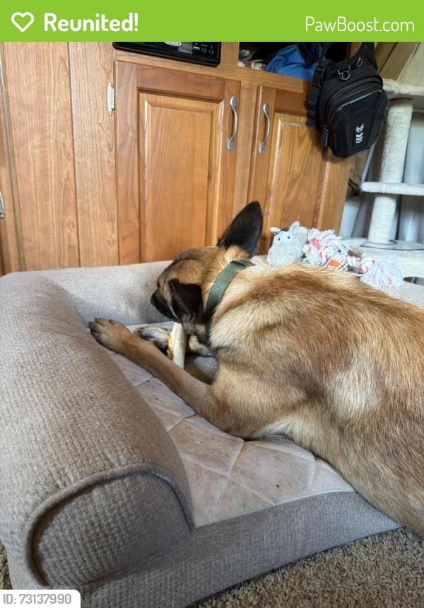 Reunited Male Dog last seen Clayton Road, FM730, and Church Road, Azle, TX 76020