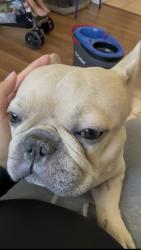 Reunited Male Dog last seen 5th and st james, San Jose, CA 95112