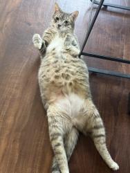 Reunited Male Cat last seen Eldorado Pkwy & Custer Rd, behind the Kroger, Frisco, TX 75035