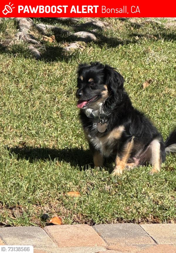 Lost Male Dog last seen San Louis Rey, Bonsall, Bonsall, CA 92003
