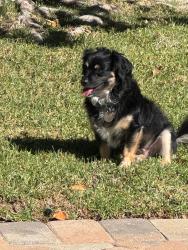 Lost Male Dog last seen San Louis Rey, Bonsall, Bonsall, CA 92003