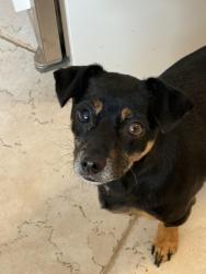 Reunited Female Dog last seen 33rd and Meade, San Diego, CA 92116