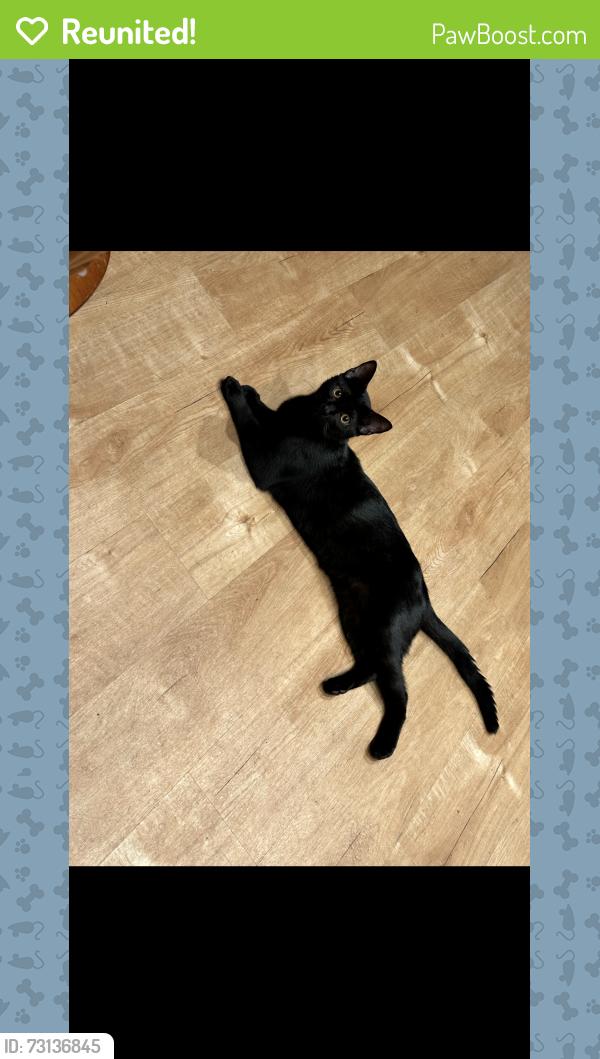 Reunited Male Cat last seen Terrace dr & s Santa Fe ave, Vista, CA 92083