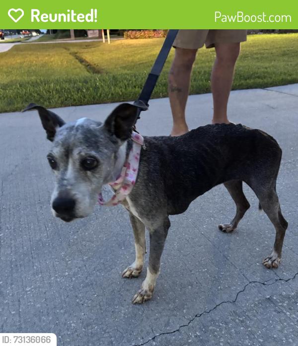 Reunited Unknown Dog last seen Port St. Lucie, Port St. Lucie, FL 34986