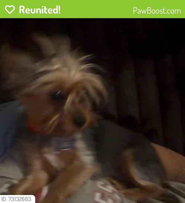 Reunited Female Dog last seen Ann simmons 89032, North Las Vegas, NV 89030