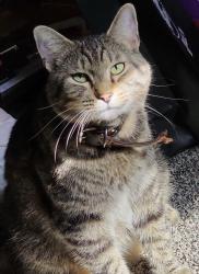 Lost Male Cat last seen I-55, 1600 Ave, Kickapoo Creek, Atlanta, IL 61723