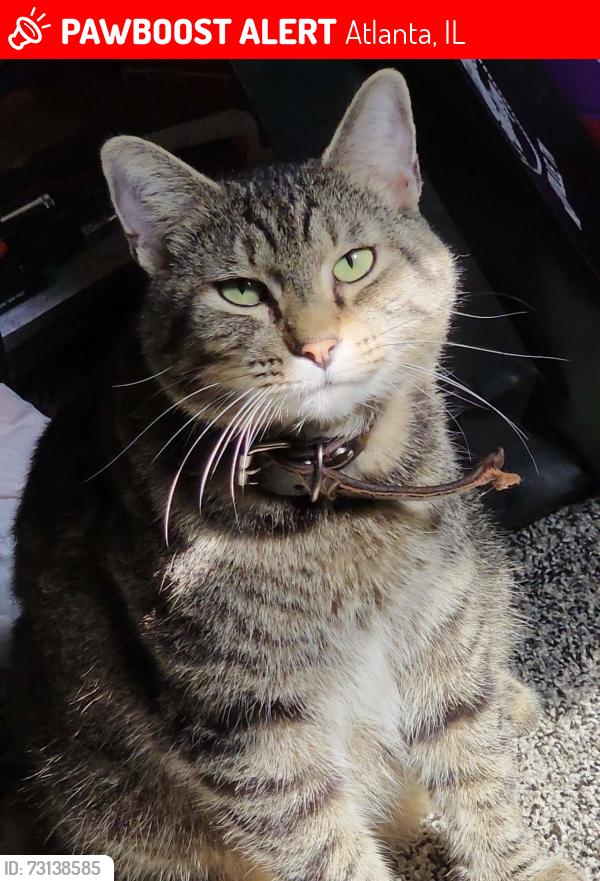 Lost Male Cat last seen I-55, 1600 Ave, Kickapoo Creek, Atlanta, IL 61723