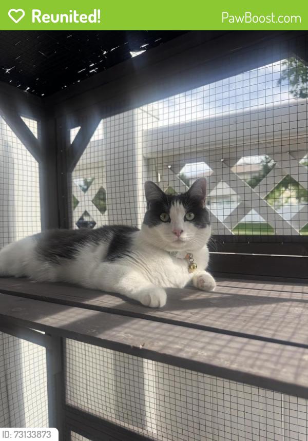 Reunited Female Cat last seen 56th st, Denver, CO 80249