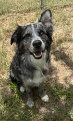 Shelter Stray Male Dog last seen Springleaf Ln., Lecanto, FL, 4030 S Airport Rd, Inverness, FL 34450, USA