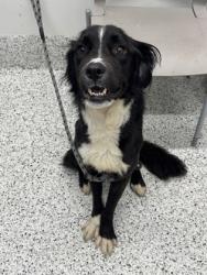 Shelter Stray Male Dog last seen Near Marion ave, Atlanta, GA, 1251 Fulton Industrial Blvd NW, Atlanta, GA 30336, USA