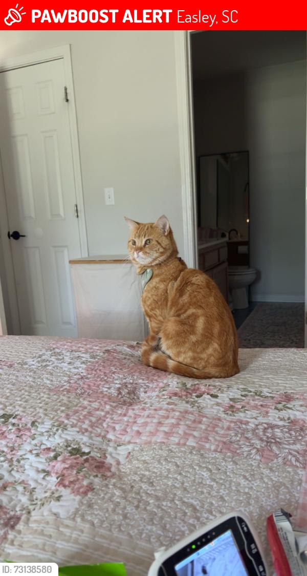Lost Male Cat last seen Enon Church Rd, Old Liberty Rd, Easley, SC 29640