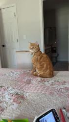 Lost Male Cat last seen Enon Church Rd, Old Liberty Rd, Easley, SC 29640