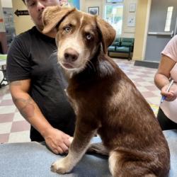 Shelter Stray Male Dog last seen Macarthur and 66th, Oakland, CA, 1101 29th Ave, Oakland, CA 94601, USA