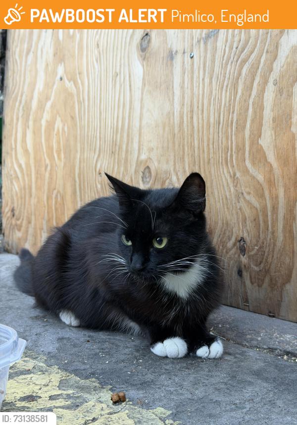 Found/Stray Unknown Cat last seen Hugh street, Pimlico, England 