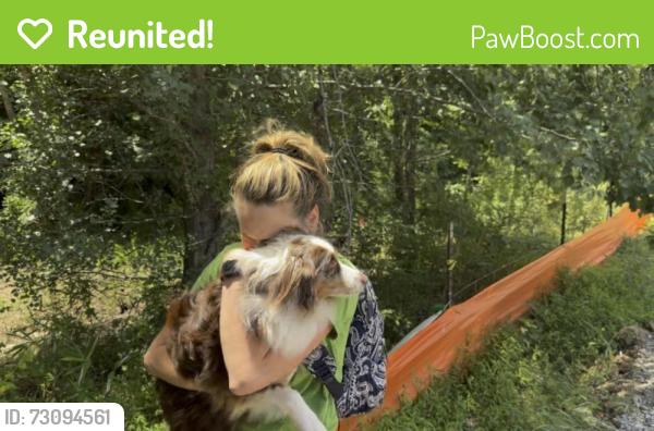 Reunited Male Dog last seen Bay Rum Lane and Mackinac Island Lane, Raleigh, NC 27610