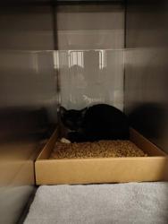 Shelter Stray Male Cat last seen Boat Launch Rd., County/Unicorporated, NC, 1491 Business Park Ct, Gastonia, NC 28052, USA