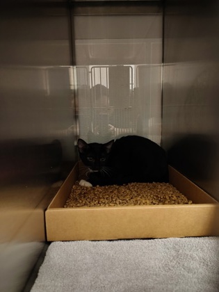 Shelter Stray Male Cat last seen Boat Launch Rd., County/Unicorporated, NC, 1491 Business Park Ct, Gastonia, NC 28052, USA