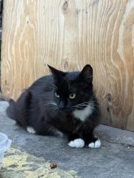 Found/Stray Unknown Cat last seen Hugh street, Pimlico, England 