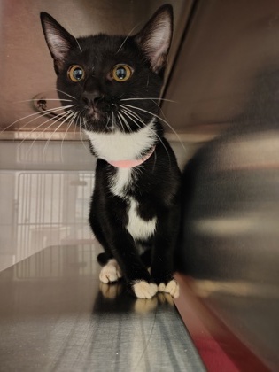 Shelter Stray Male Cat last seen Boat Launch Rd., County/Unicorporated, NC, 1491 Business Park Ct, Gastonia, NC 28052, USA