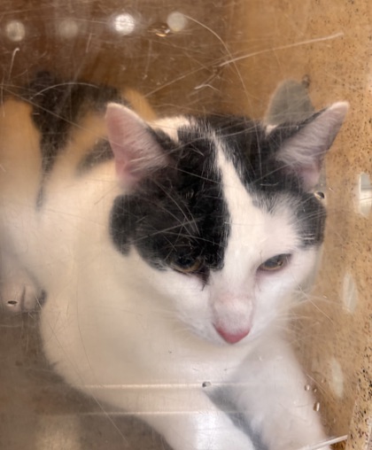 Shelter Stray Male Cat last seen Herndon, VA 20170, Dulles Green Apartments, Fairfax County, VA, 4500 West Ox Rd, Fairfax, VA 22030, USA