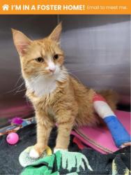 Shelter Stray Male Cat last seen Near Linnard St, 21229, MD, 301 Stockholm St, Baltimore, MD 21230, USA