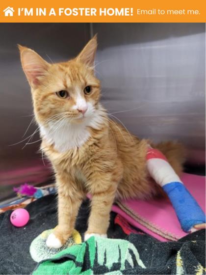 Shelter Stray Male Cat last seen Near Linnard St, 21229, MD, 301 Stockholm St, Baltimore, MD 21230, USA