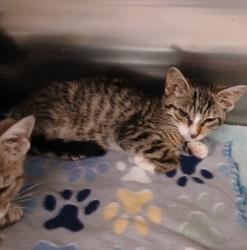 Shelter Stray Female Cat last seen Near Jonquil Ave, 21215, MD, 301 Stockholm St, Baltimore, MD 21230, USA