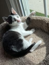 Shelter Stray Female Cat last seen Near N. Park Drive, Tucker 30084, 30084, GA, 3280 Chamblee Dunwoody Rd, Chamblee, GA 30341, USA