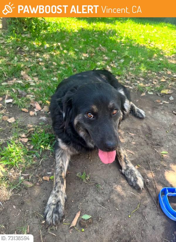 Found/Stray Female Dog last seen N Enid & E Arrow COVINA / AZUSA CA, Vincent, CA 91702