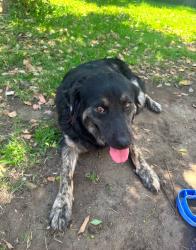 Found/Stray Female Dog last seen N Enid & E Arrow COVINA / AZUSA CA, Vincent, CA 91702