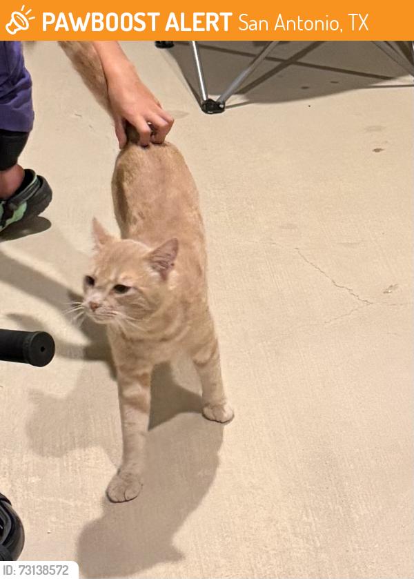 Found/Stray Male Cat last seen Off Grosenbacher in a newer neighborhood, San Antonio, TX 78245