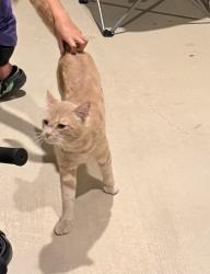 Found/Stray Male Cat last seen Off Grosenbacher in a newer neighborhood, San Antonio, TX 78245
