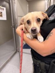 Shelter Stray Male Dog last seen Near Grovewood, 5th District, OH, 9203 Detroit Ave, Cleveland, OH 44102, USA