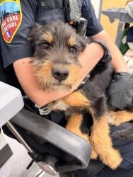 Shelter Stray Male Dog last seen Near Grovewood, 5th District, OH, 9203 Detroit Ave, Cleveland, OH 44102, USA